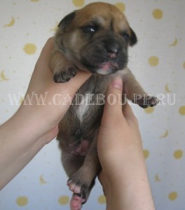 перро дого майоркин, ка де бо, кадебо - Мьедо Дель Торо Андорина, 2 недели перро дого майоркин, ка де бо, кадебо - Мьедо Дель Торо Андорина, 2 недели