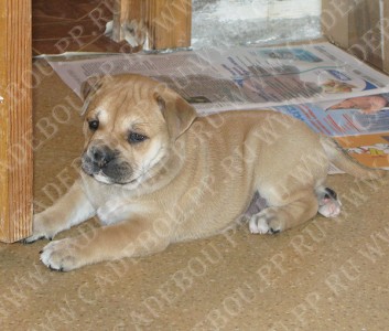 ка де бо, перро дого майоркин, кадебо - Просто сладкая малышка, 1 месяц и 11 дней ка де бо, перро дого майоркин, кадебо - Просто сладкая малышка, 1 месяц и 11 дней