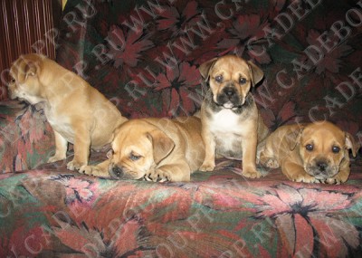 cadebou, ca de bou, perro dogo mallorquin -  1,5 