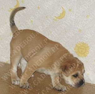 ca de bou, perro dogo mallorquin, cadebou -    . 1,5 