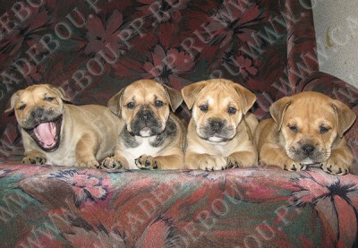 cadebou, perro dogo mallorquin, ca de bou - , , ,   45 