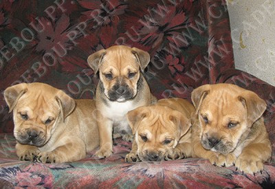 ca de bou, perro dogo mallorquin, cadebou - , , ,   45 