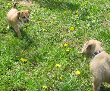 perro dogo mallorquin, ca de bou, cadebou -     , 27  2009