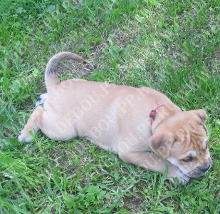 ca de bou, cadebou, perro dogo mallorquin -   , 27  2009