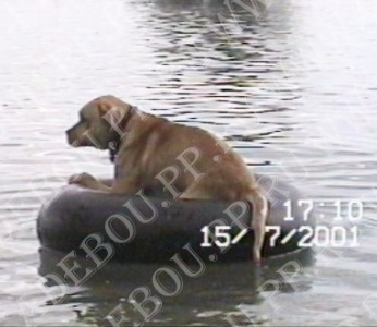 ca de bou, perro dogo mallorquin, cadebou -   ,  (1  2 , 15  2001)