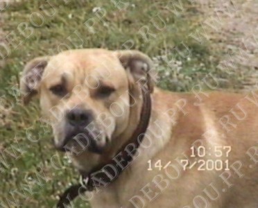 ca de bou, perro dogo mallorquin, cadebou -   ,     (1  2 , 14  2001)