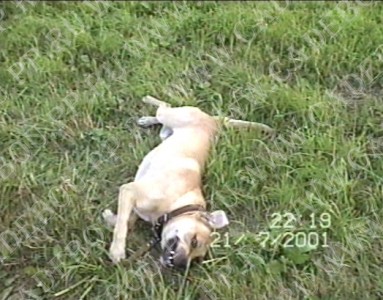 ca de bou, perro dogo mallorquin, cadebou -   .      (1  2 , 21  2001)