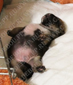 perro dogo mallorquin, ca de bou, cadebou -   , 12 