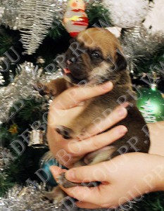 ca de bou, cadebou, perro dogo mallorquin - , 14 . 1- 