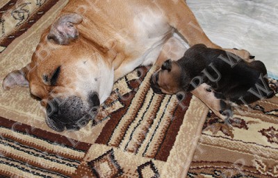 cadebou, perro dogo mallorquin, ca de bou - , 18 