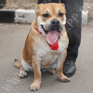 ca de bou, perro dogo mallorquin, cadebou - -,   , 9 