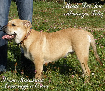 ca de bou - Miedo Del Toro Almanzor Feliz ca de bou, cadebou, perro dogo mallorquin Miedo Del Toro Almanzor Feliz 1