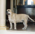 ca de bou, cadebou, perro dogo mallorquin. Ispanets Korsar