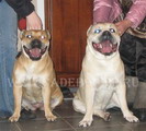 ca de bou, cadebou, perro dogo mallorquin. Kollekciya Zolotoy Lisi Gaviota, Ispanets Korsar