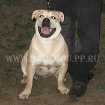 ca de bou Miedo Del Toro Avila Divino