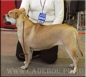 Ca de bou Kollekciya Zolotoy Lisi Ezhevika ca de bou, cadebou, perro dogo mallorquin. cadebou Ezhevika