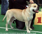 Kollekciya Zolotoy Lisi Bond. James Bond ca de bou ca de bou, cadebou, perro dogo mallorquin. Kollekciya Zolotoy Lisi Bond. James Bond