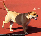 ca de bou, cadebou, perro dogo mallorquin. Galaxi Star