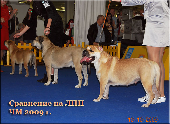 World Dog Show 2009, World Winner 2009 КЗЛ Ежевика