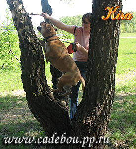 ка де бо, ка-де-бо, кадебо, перро дого майоркин, питомник ка де бо, кадебо, перро дого майоркин. Любительница деревьев)