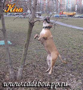 ка де бо, ка-де-бо, кадебо, перро дого майоркин, питомник ка де бо, кадебо, перро дого майоркин. Любительница деревьев