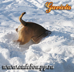 ка де бо, ка-де-бо, кадебо, перро дого майоркин, питомник ка де бо, кадебо, перро дого майоркин. Ныряю куда угодно!