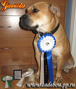 КА ДЕ БО Коллекция Золотой Лисы Гавиота - Чемпион Эстонии 08-02-2008 ка де бо, кадебо, перро дого майоркин. КА ДЕ БО Коллекция Золотой Лисы Гавиота - Чемпион Эстонии 08-02-2008