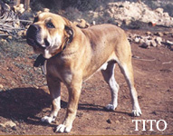 Ка де Бо Tito ка де бо, кадебо, перро дого майоркин. Ка де Бо Tito