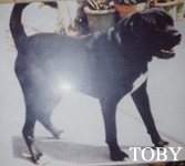   , ,   .    Toby