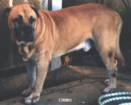 Ка де Бо Chimo ка де бо, кадебо, перро дого майоркин. Ка де Бо Chimo