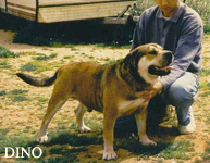 Ка де Бо Dino ка де бо, кадебо, перро дого майоркин. Ка де Бо Dino