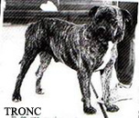 Ка де Бо Tronc ка де бо, кадебо, перро дого майоркин. Ка де Бо Tronc