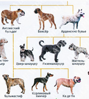 Geoленок, ка де бо