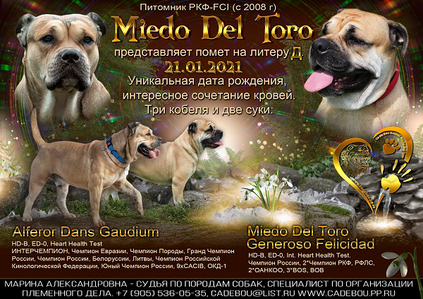 щенки ка де бо, помет Д, Мьедо Дель Торо