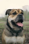 ca de bou, cadebou, perro dogo mallorquin. ca de bou Kastor's Haus Batur