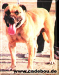 ca de bou, cadebou, perro dogo mallorquin. Ca de bou  Billy del Gor Blau