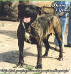 ca de bou, cadebou, perro dogo mallorquin. ca-de-bou Branca