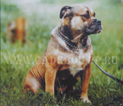 ca de bou, cadebou, perro dogo mallorquin. ca-de-bou Dunia del Gor Blau