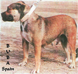 ca de bou, cadebou, perro dogo mallorquin. ca-de-bou Dunia del Gor Blau
