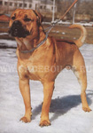 ca de bou, cadebou, perro dogo mallorquin. ca-de-bou Iris