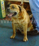 ca de bou, cadebou, perro dogo mallorquin. ca-de-bou Iris