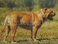 ca de bou, cadebou, perro dogo mallorquin. ca-de-bou Leon