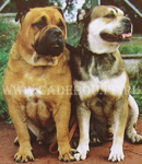 ca de bou, cadebou, perro dogo mallorquin. ca-de-bou Leon