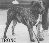 ca de bou, cadebou, perro dogo mallorquin. ca-de-bou tronc