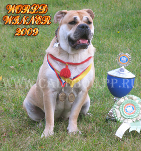 Коллекция Золотой Лисы Ежевика - Чемпион Мира-2009! ка де бо, кадебо, перро дого майоркин. Коллекция Золотой Лисы Ежевика - Чемпион Мира-2009!