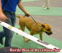    Borde Bou'n Reveltosa Sor