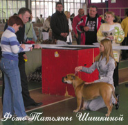 ка де бо, ка-де-бо, кадебо, перро дого майоркин, питомник ка де бо, кадебо, перро дого майоркин. КА ДЕ БО Коллекция Золотой Лисы Гавиота