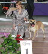 КА ДЕ БО Коллекция Золотой Лисы Ежевика - Юный Чемпион Клуба НКП-РКФ-2008 ка де бо, кадебо, перро дого майоркин. КА ДЕ БО Коллекция Золотой Лисы Ежевика - Юный Чемпион Клуба НКП-РКФ-2008